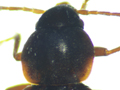 Choleva angustata